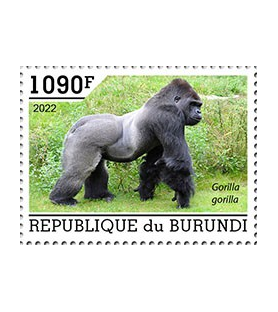 BURUNDI - 2022 - Gorile -...