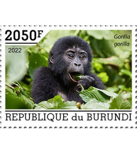 BURUNDI - 2022 - Gorile -...