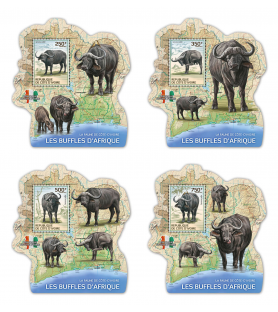 SLONOKOŠČENA OBALA - 2014 -...