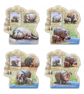 IVORY COAST - 2014 - Hippos...