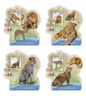 SLONOKOŠČENA OBALA - 2014 -...