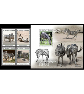 ANGOLA - 2019 - Zebra -...