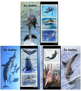 DJIBOUTI - 2022 - Dolphins...