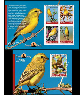 UGANDA - 2014 - Canaries -...